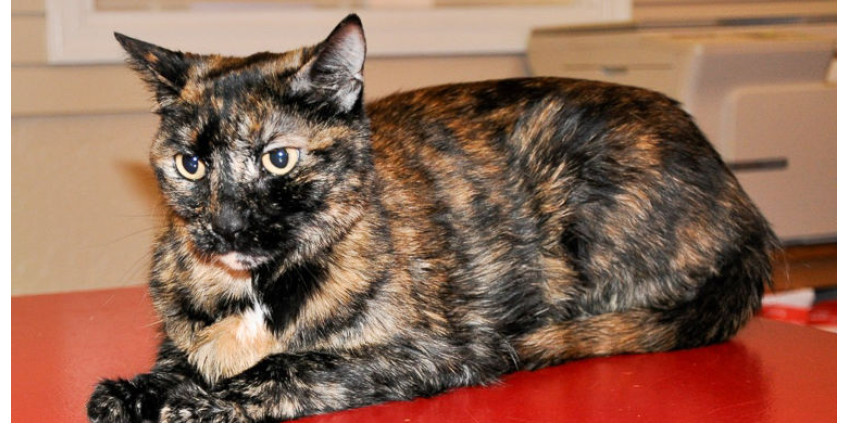 Кошка чудом смогла спастись с затонувшего катера