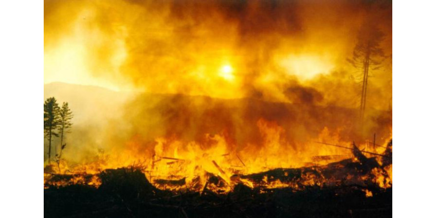 Из-за пожаров в Калифорнии введен режим ЧП