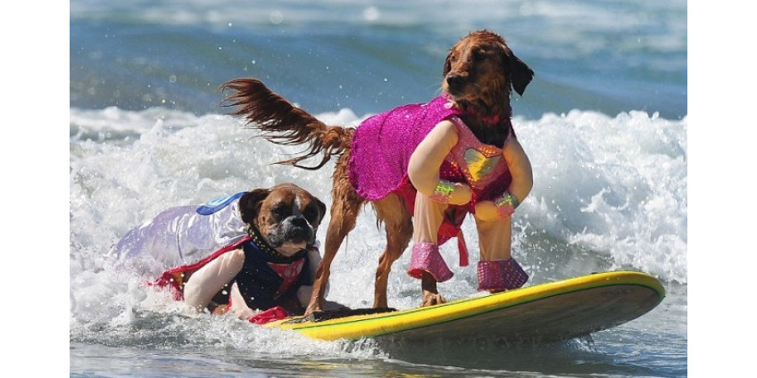 В Сан-Диего прошли очередные соревнования по собачьему серфингу