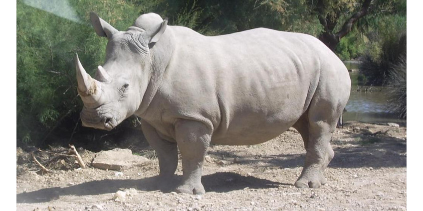 В Сан-Диего планируют клонировать белого носорога