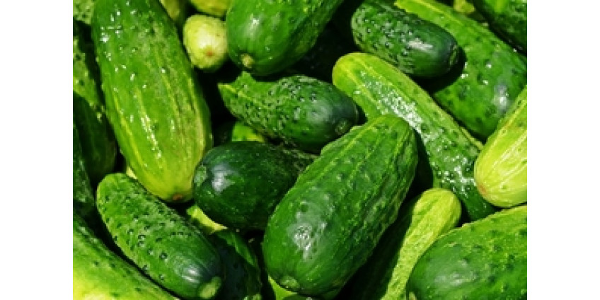 Огурцы могли стать причиной смертельной вспышки сальмонеллы
