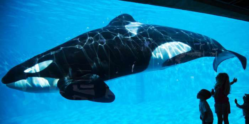 В Сан-Диего запретили разводить косаток