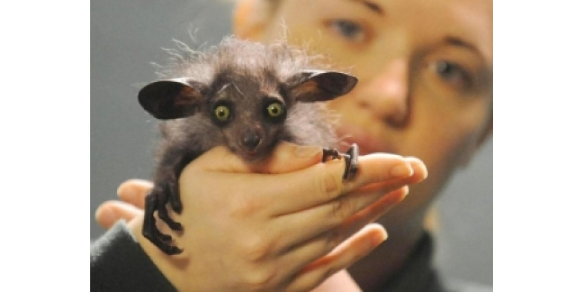 В зоопарке Сан-Диего родился редчайший зверек