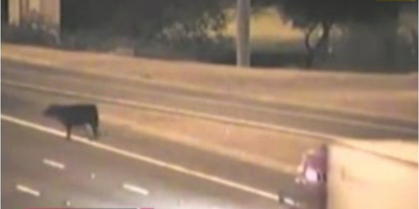 Корова едва не стала причиной ДТП