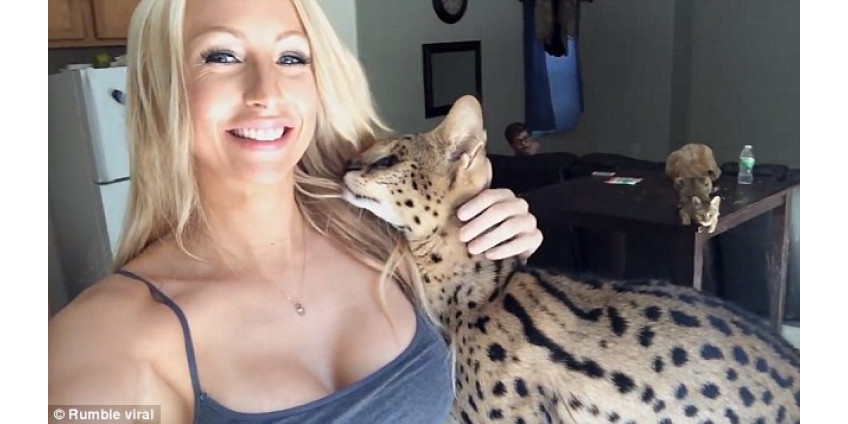 Котик из Лас-Вегаса покорил Интернет