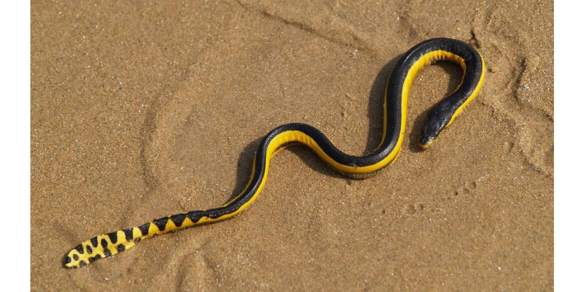 На калифорнийских пляжах замечены сверъядовитые змеи