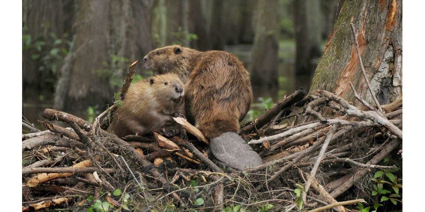С засухой в Лос-Анджелесе могут бороться бобры