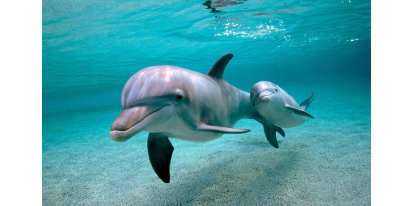 ВМС США, возможно, причастны к гибели дельфинов