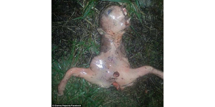 В Калифорнии обнаружен труп неизвестного существа