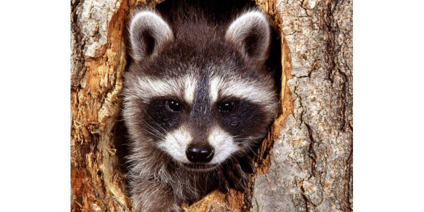 В Лос-Анджелесе появился приют для енотов