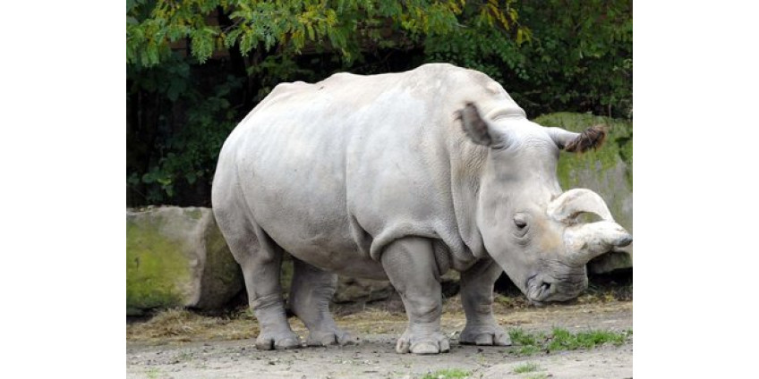 Самку белого носорога в зоопарке Сан-Диего пришлось усыпить