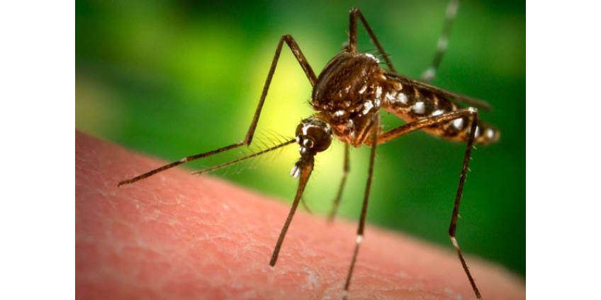В Сан-Диего научились блокировать малярию