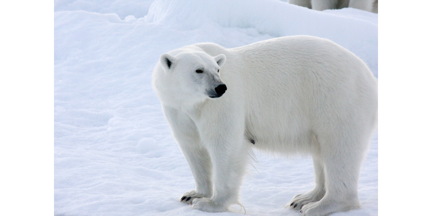 У медведей в Сан-Диего наступило счастье