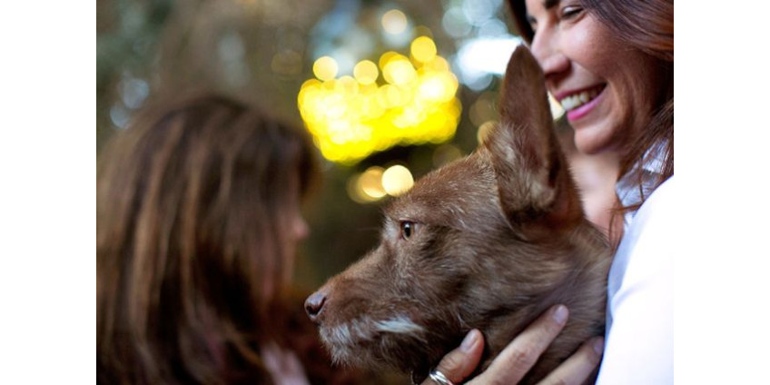 Под Новый год нашелся пес, пропавший 6 лет назад