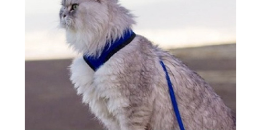 Калифорнийский кот стал настоящей знаменитостью