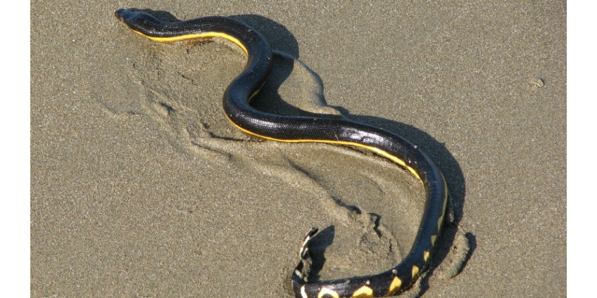 На пляже в Сан-Диего обнаружили ядовитую змею