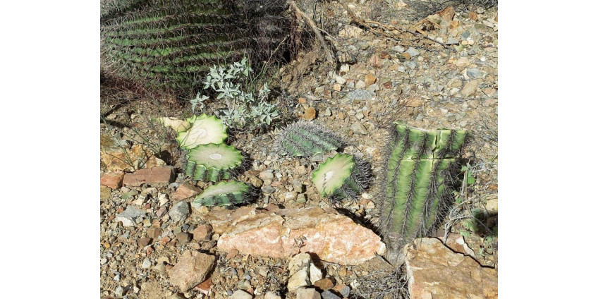 Вандалы уничтожили в национальном парке старые кактусы