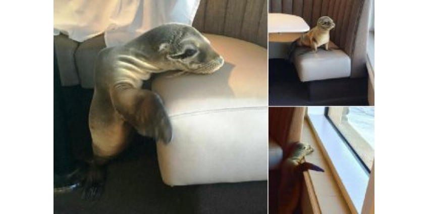 В ресторан Сан-Диего пришел удивительный посетитель