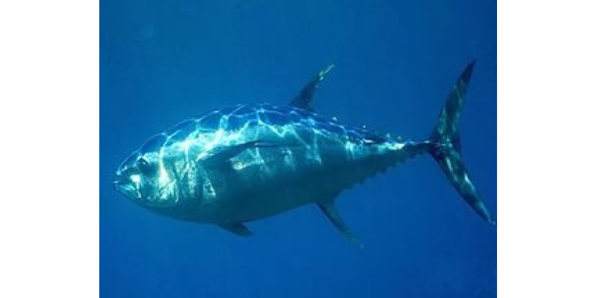 Тунцеловы начали борьбу за свои права