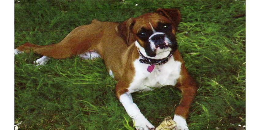 Полиция задержала женщину, зверски убившую свою собаку