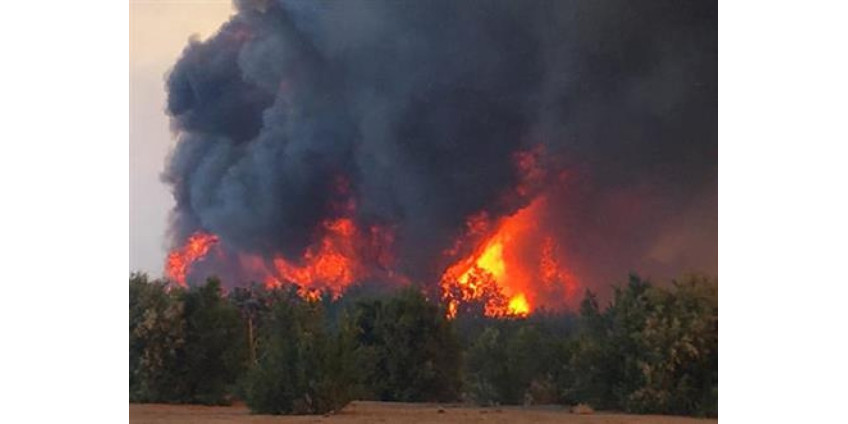 На границе Аризоны и Калифорнии возник лесной пожар