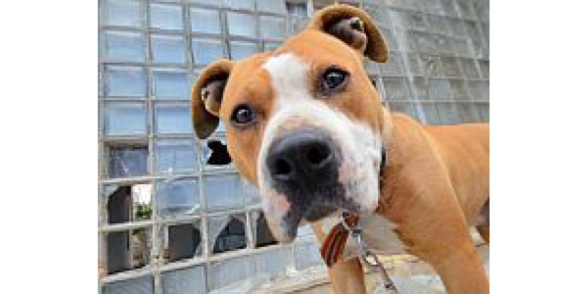 В Сан-Диего собака загрызла новорожденного