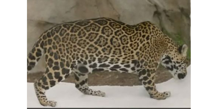 Снежный циклон обружился на Сан-Диего