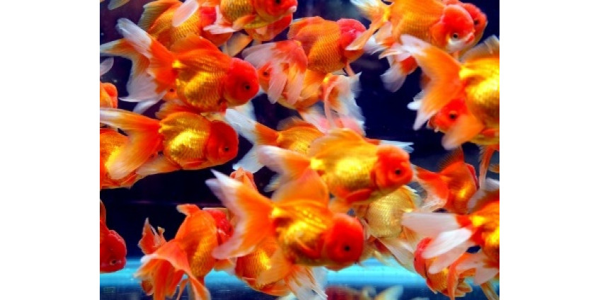 На борьбу с насекомыми в Финиксе стали золотые рыбки