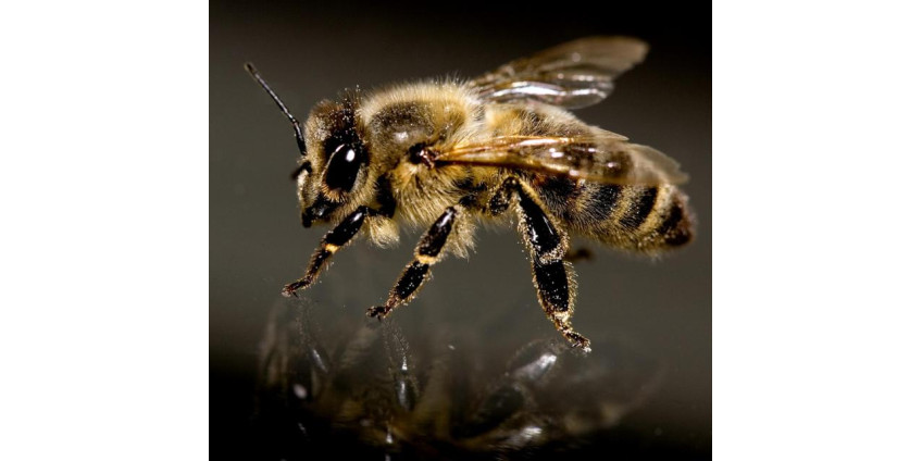 Жилой район в Калифорнии был атакован пчелами-убийцами