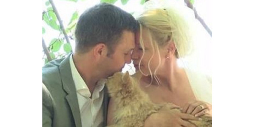 Свадьба в приюте для котов