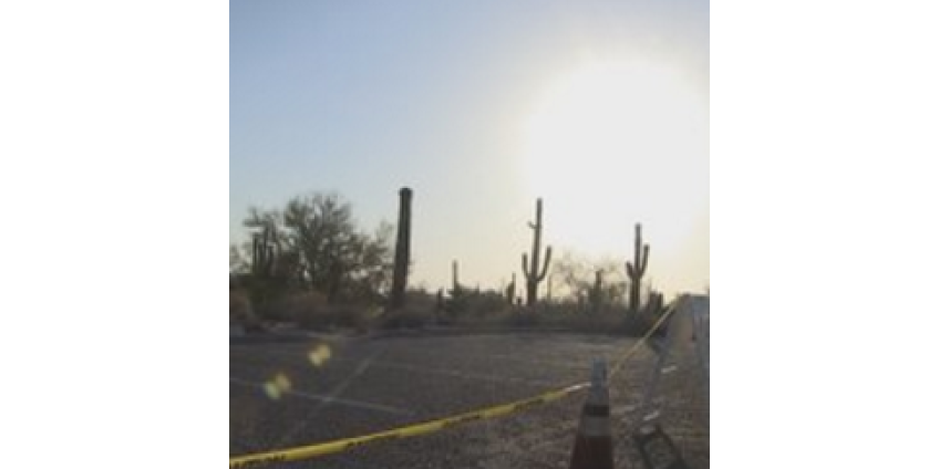 Пчёлы-убийцы стали причиной смерти мужчины