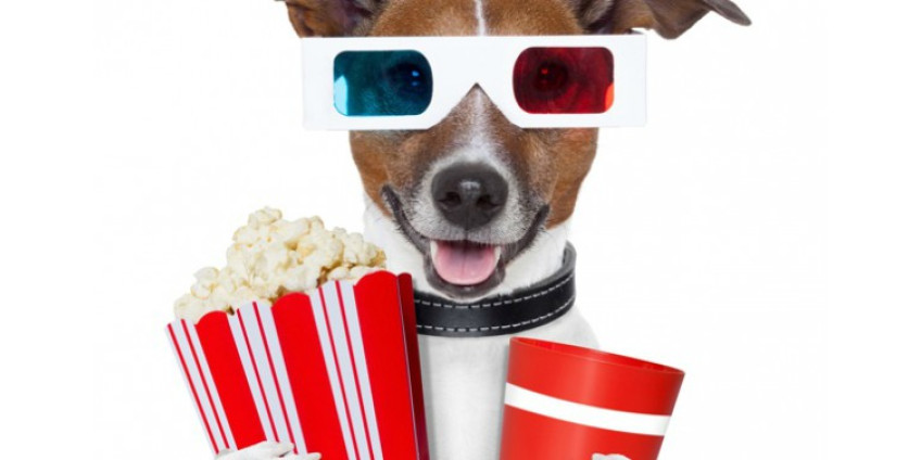В Лос-Анджелесе проведут собачий кинофестиваль