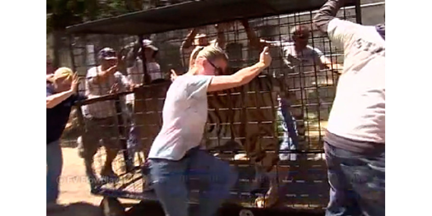 Спасенные от пожаров звери возвращаются домой