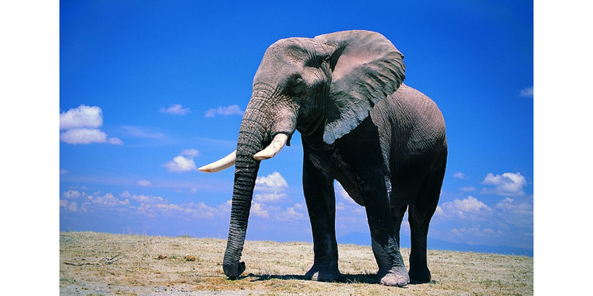 Убийство слона в зоопарке Сан-Диего взволновало общественность