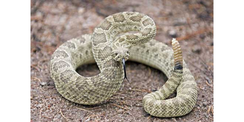В Сан-Диего сообщили об увеличении количества змей