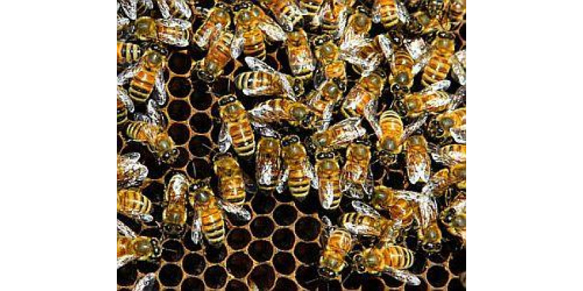 Власти предупреждают о пчелах-убийцах