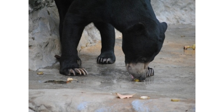 Калифорниец пережил схватку с медведями