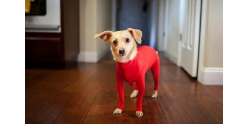 В Сан-Диего набирают популярность трико для собак