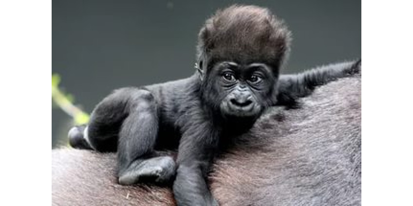 В Сан-Диего придумывают имя для новорожденной гориллы