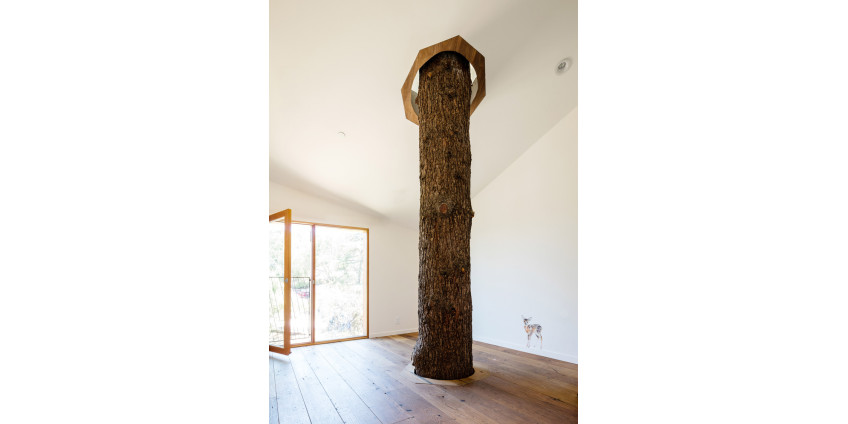 В Лос-Анджелесе построили вокруг дерева коттедж