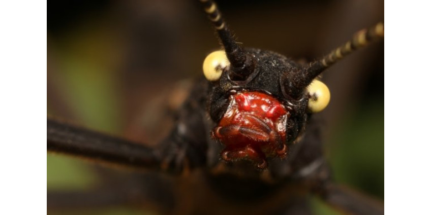 В зоопарке Сан-Диего спасают вымирающих жуков