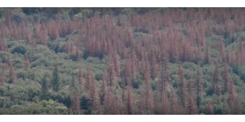 Десятки миллионов деревьев погибли из-за засухи в Калифорнии 