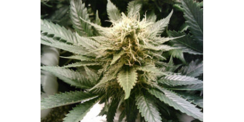 Власти Сан-Диего выпустили свод правил для торговцев марихуаной