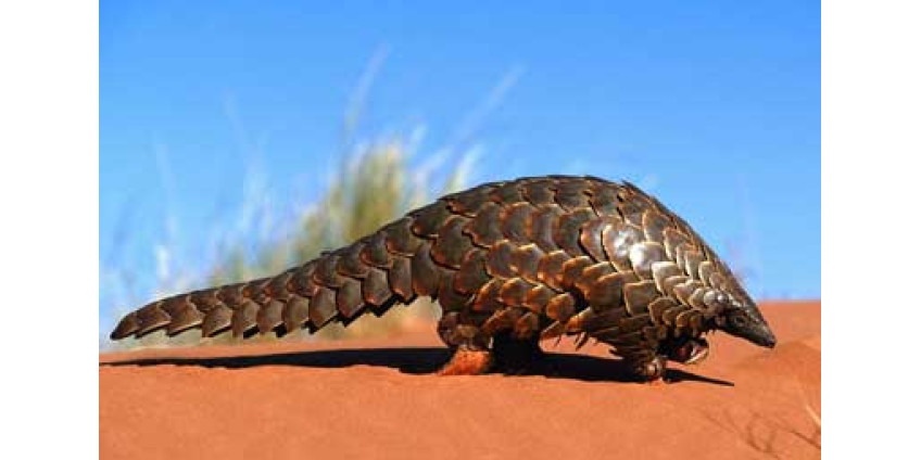 Сан-Диего прославится редкими животными