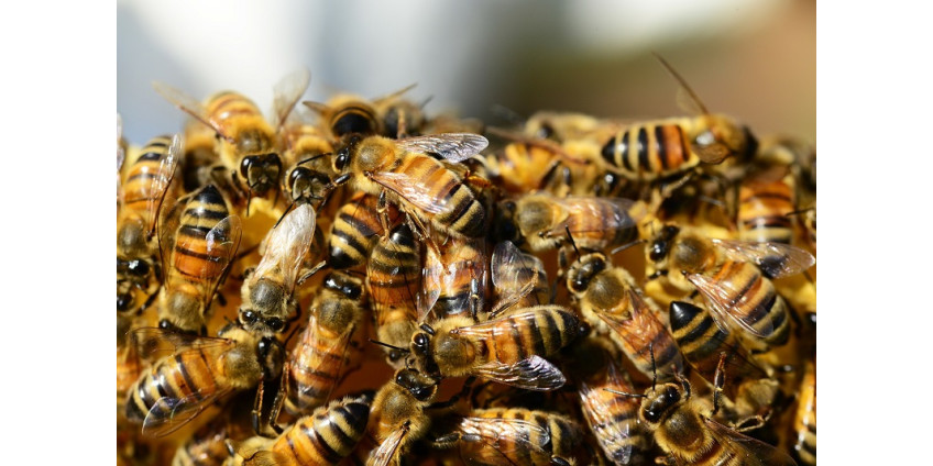 В детскую больницу Финикса попал мальчик после 400 укусов пчел