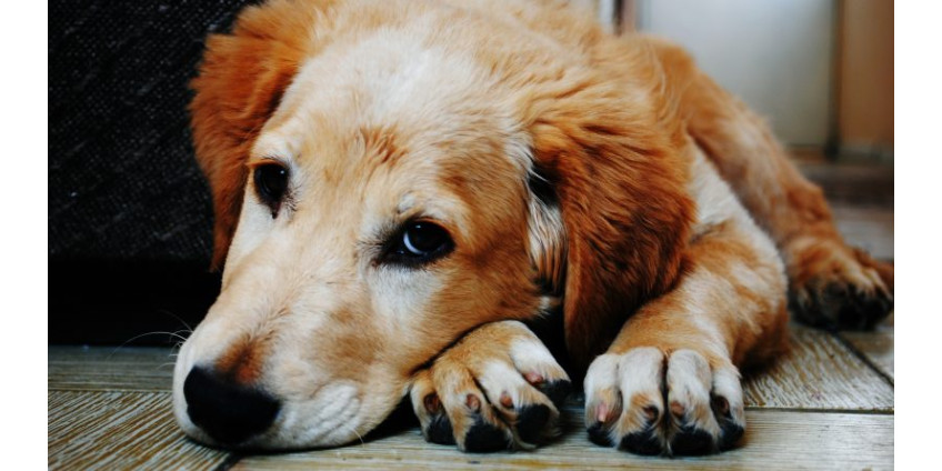 На работу с поводком: в Лос-Анджелесе начали разрешать брать с собой в офис домашних животных