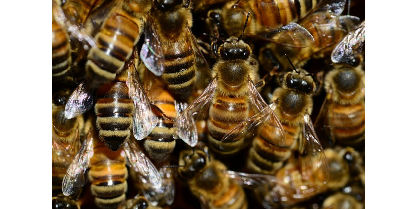 На бейсболистов из Сан-Диего напали пчелы