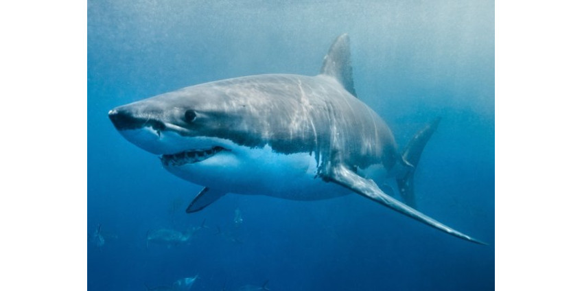 Калифорнийцы спасли жизнь белой акуле