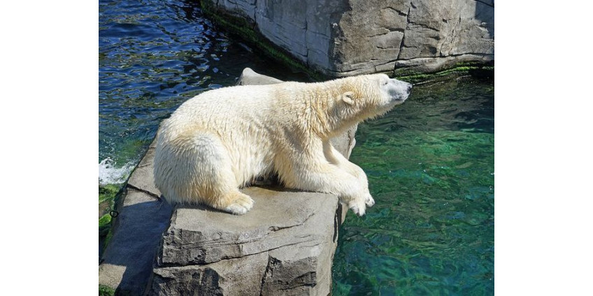 В зоопарке Сан-Диего от горя скончалась белая медведица