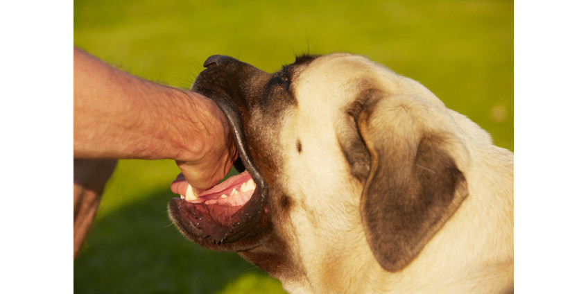 Почтальоны Сан-Диего оказались одними из наиболее пострадавших от укусов собак